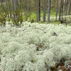 Pala Rokuan kaunista jäkälämattoa