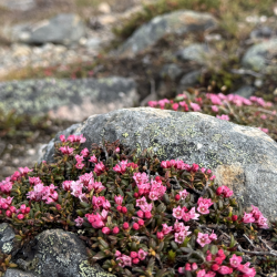 Neule- ja joogavaellus Pallastuntureilla 8.-10.6.2026