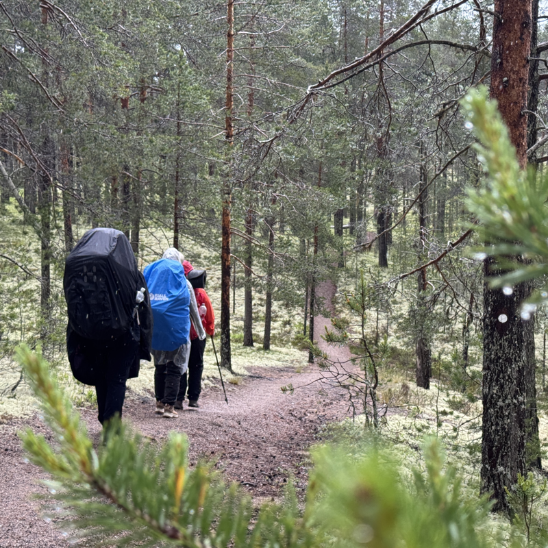 Rauhallista männikköä.