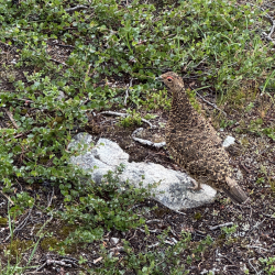 Neulevaellus Käsivarren erämaassa 1.-9.8.2026
