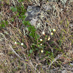 Neulevaellus Käsivarren erämaassa 1.-9.8.2026